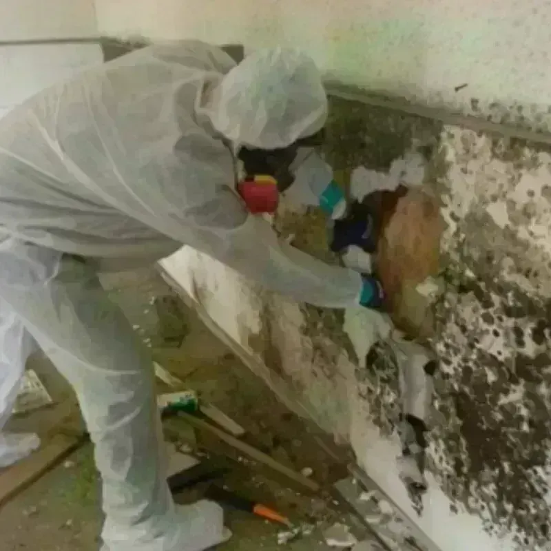 Mold Remediation and Removal in Campo, CA